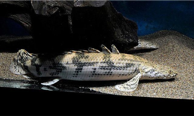 虎紋恐龍魚捕食方法（虎紋恐龍魚捕食方法詳細介紹虎紋恐龍魚捕食技巧提升）