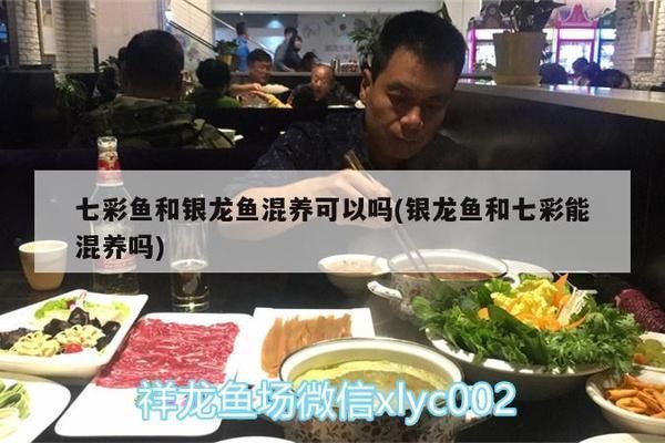 七彩魚和銀龍魚混養（七彩魚和銀龍魚可以混養嗎） 七彩魚和銀龍魚混養（七彩魚和銀龍魚可以混養嗎） 龍魚百科 第2張