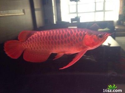 橙色龍魚變紅 橙色龍魚變紅 龍魚百科 第2張