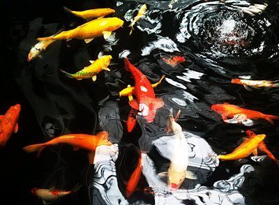 錦鯉和龍魚通常不建議一起養(yǎng)，有幾個主要原因：錦鯉和龍魚能一起養(yǎng)嗎？ 錦鯉和龍魚通常不建議一起養(yǎng)，有幾個主要原因：錦鯉和龍魚能一起養(yǎng)嗎？ 龍魚百科 第3張