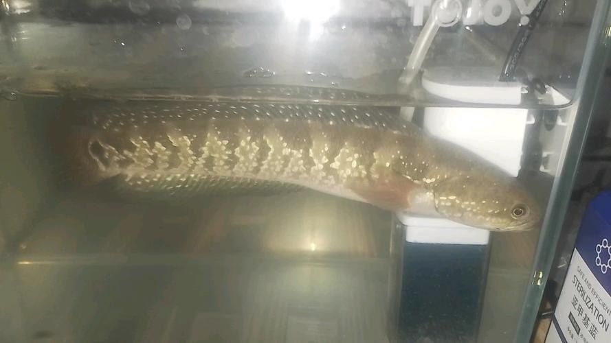 佛山哪些溪流有雷龍魚？
