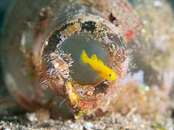 六角龍魚過冬怎么養