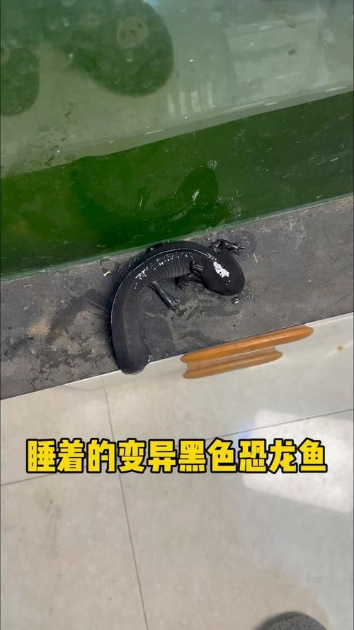 六角龍魚過冬怎么養(yǎng)