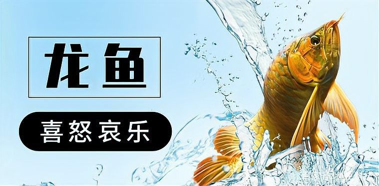 龍魚呼吸急促能堅持多久？