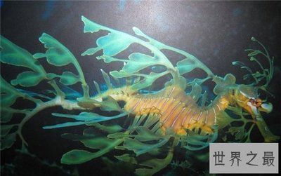 龍魚繁殖周期概述（龍魚的繁殖周期是多久？）