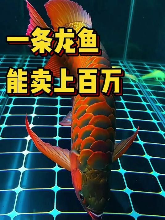 哪些品種的紅龍魚容易雜交？