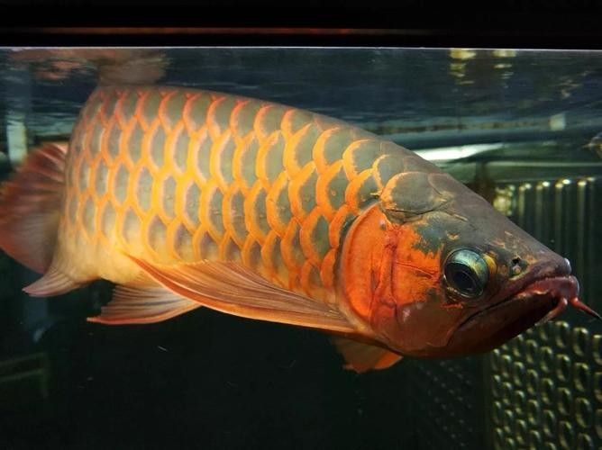 龍魚病癥與治療方法圖片高清