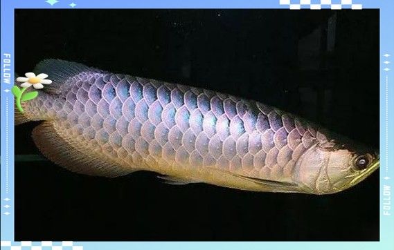 龍魚病癥與治療方法圖片高清