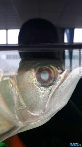 龍魚病癥與治療方法圖片高清
