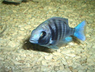 藍寶石魚公母鑒別方法