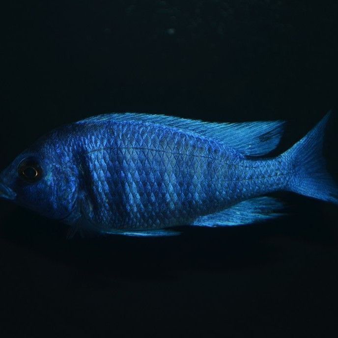 藍寶石魚公母鑒別方法