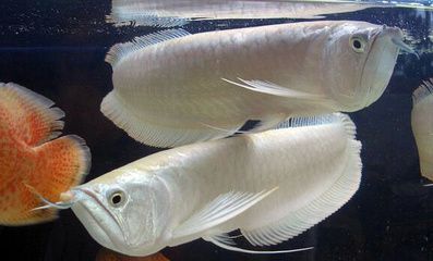 銀龍魚的水溫在多少度合適