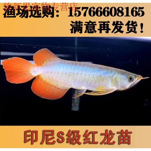 賽級紅龍魚詳細步驟圖解