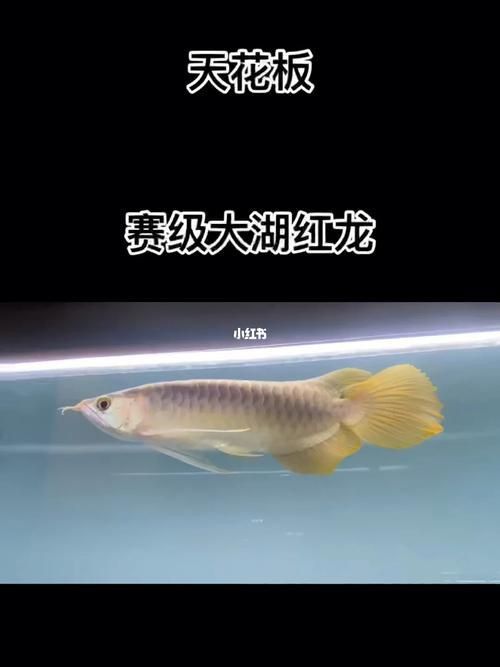 賽級紅龍魚詳細步驟圖解