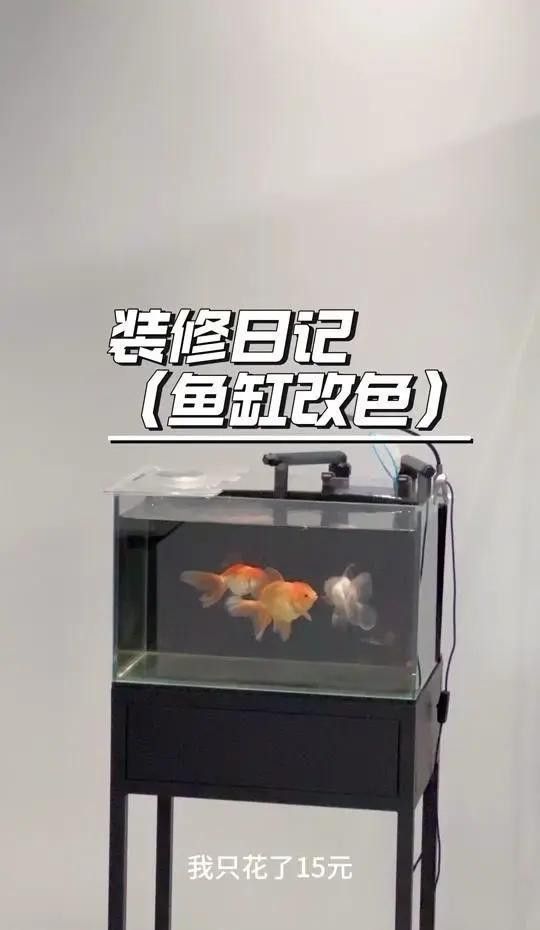 紅龍魚缸背景色更換步驟