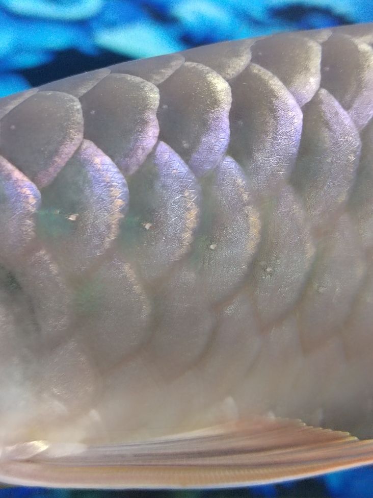 金龍魚和清道夫混養(yǎng)：金龍魚和清道夫可以混養(yǎng)一直是魚類愛好者關心的話題