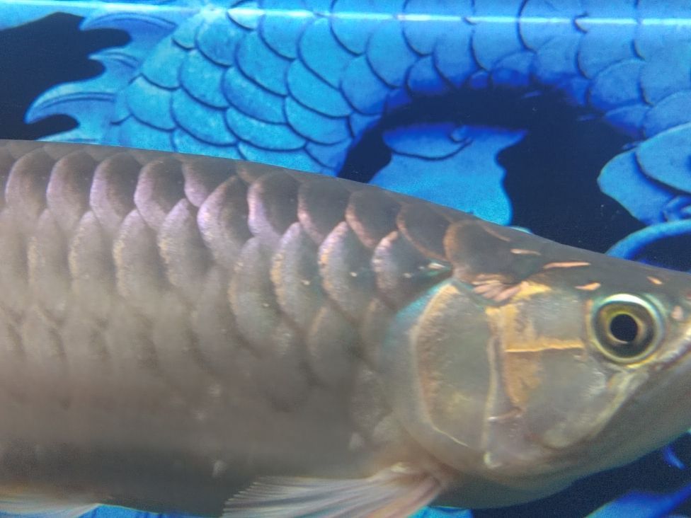 金龍魚和清道夫混養(yǎng)：金龍魚和清道夫可以混養(yǎng)一直是魚類愛好者關心的話題