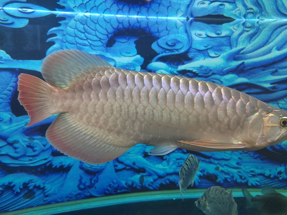金龍魚和清道夫混養(yǎng)：金龍魚和清道夫可以混養(yǎng)一直是魚類愛好者關心的話題