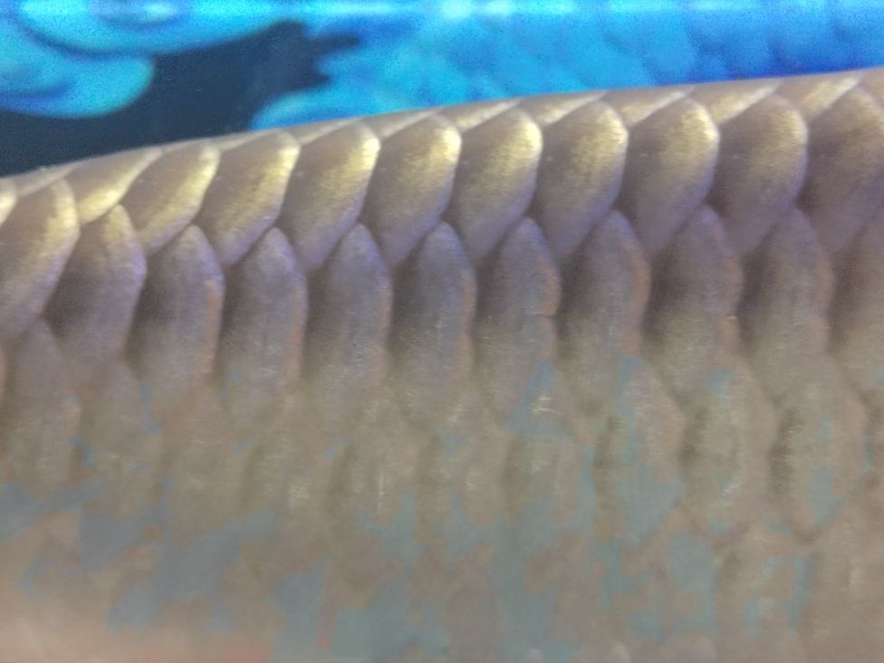 金龍魚和清道夫混養(yǎng)：金龍魚和清道夫可以混養(yǎng)一直是魚類愛好者關心的話題