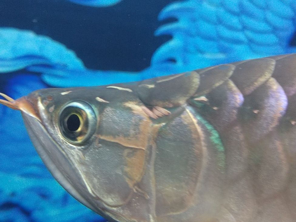 金龍魚和清道夫混養(yǎng)：金龍魚和清道夫可以混養(yǎng)一直是魚類愛好者關心的話題