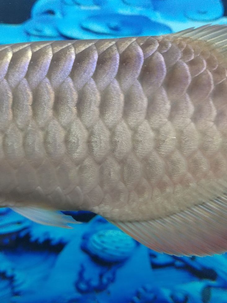 金龍魚和清道夫混養(yǎng)：金龍魚和清道夫可以混養(yǎng)一直是魚類愛好者關心的話題