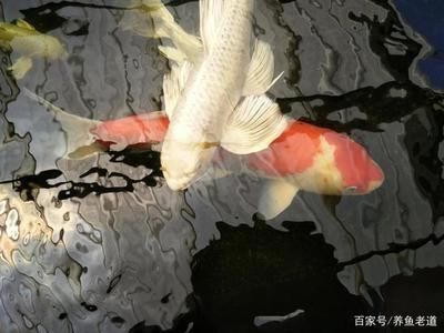 龍魚的養護和管理技術：龍魚吃魚糧不吃蝦怎么辦，