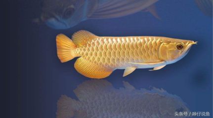 紅龍魚多大開始用側燈：在紅龍魚的幼魚階段，一般不建議使用側燈，需要注意什么 紅龍魚多大開始用側燈：在紅龍魚的幼魚階段，一般不建議使用側燈，需要注意什么 龍魚百科 第1張