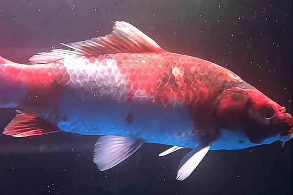 金魚魚鱗變紅滲血是什么病