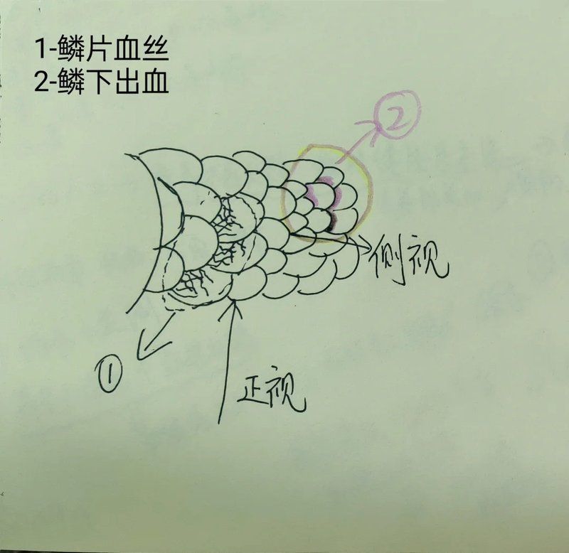 金魚魚鱗變紅滲血是什么病