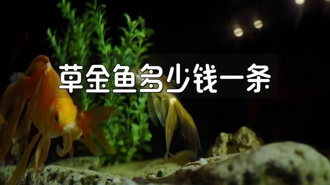 小金魚幾塊錢一條