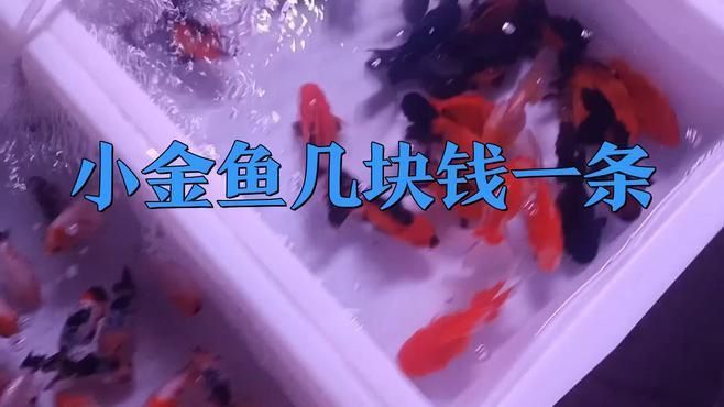 小金魚幾塊錢一條