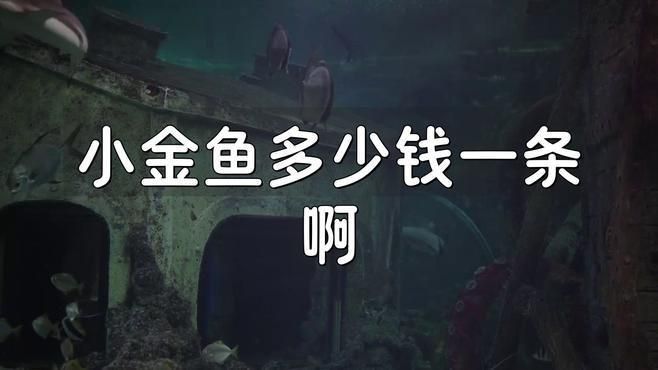 小金魚幾塊錢一條