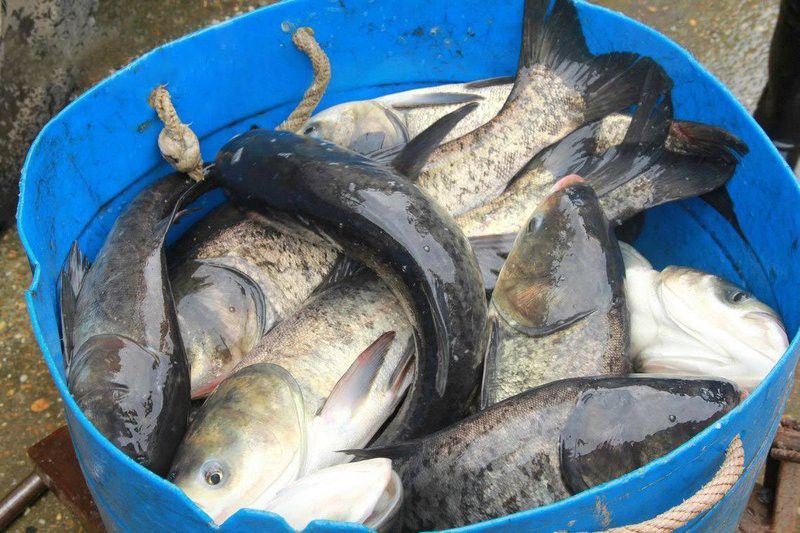 金龍魚幼苗的運輸方式有哪些