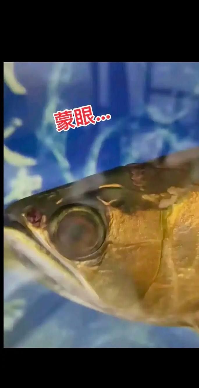 龍魚蒙眼是什么原因導致的圖片