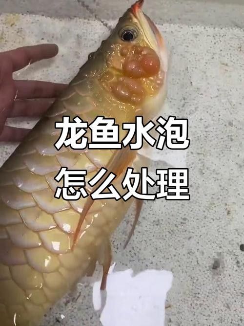 龍魚蒙眼是什么原因導致的圖片