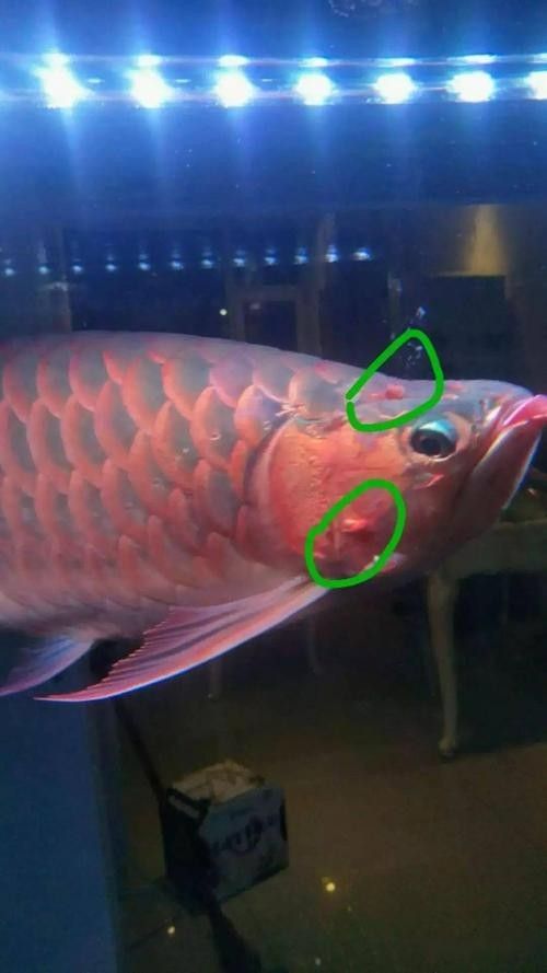 龍魚蒙眼是什么原因導致的圖片