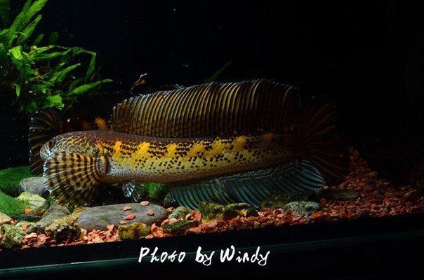 黃金眼鏡蛇雷龍魚(yú)（黃金眼鏡蛇雷龍魚(yú)的飼養(yǎng)技巧）