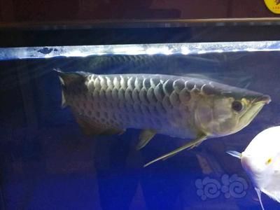 龍魚多久長(zhǎng)到50公分：龍魚生長(zhǎng)速度受多種因素影響龍魚生長(zhǎng)速度影響因素
