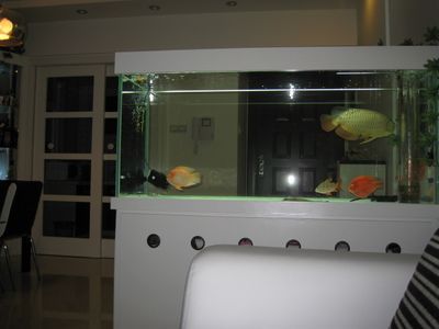 金龍魚要多大的缸養(yǎng)最好呢：關(guān)于金龍魚魚缸尺寸的一些詳細(xì)信息