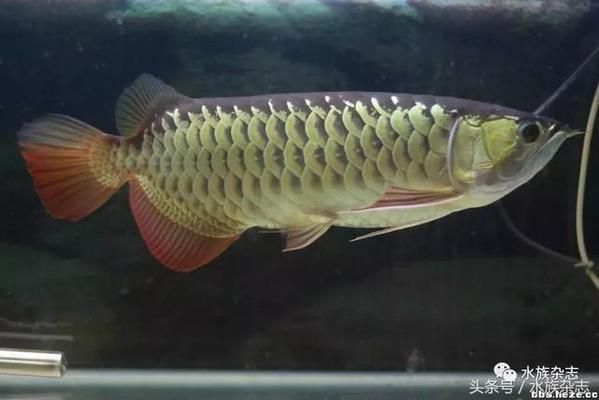 龍魚的級別：龍魚的等級劃分依據詳解
