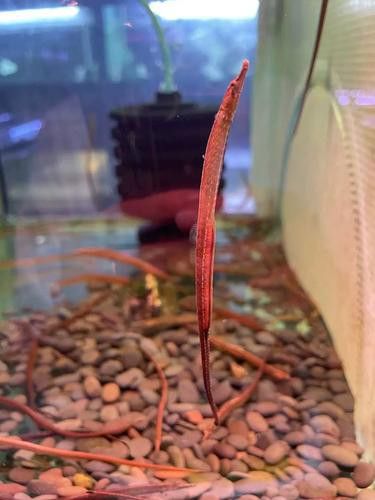 淡水海龍魚用什么水質最好釣 龍魚百科 第4張 淡水海龍魚用什么水質最好釣 淡水海龍魚用什么水質最好釣 龍魚百科 第4張