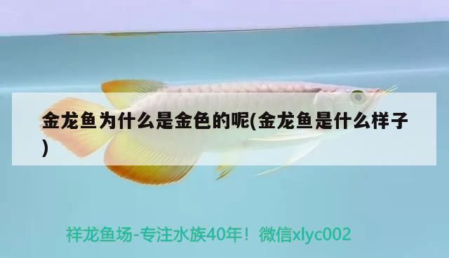 金龍魚混養最佳搭配圖片欣賞一下：金龍魚一起養的魚