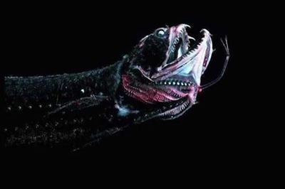 做夢夢到龍魚是什么意思周公解夢：最兇猛的龍魚排名 做夢夢到龍魚是什么意思周公解夢：最兇猛的龍魚排名 龍魚百科 第1張