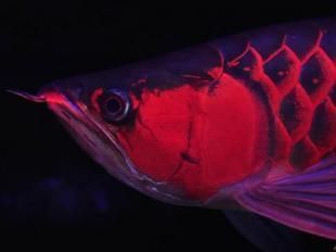 龍魚打包發貨48小時安全嗎：龍魚打包發貨安全性受到多種因素的影響