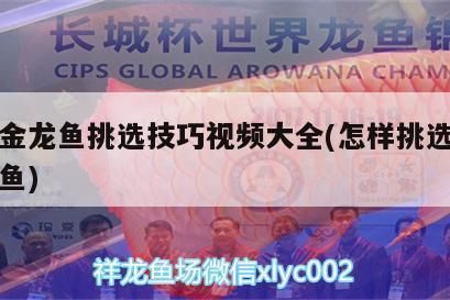金龍魚的挑選方法（金龍魚幼苗挑選技巧）