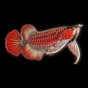 播放金龍魚