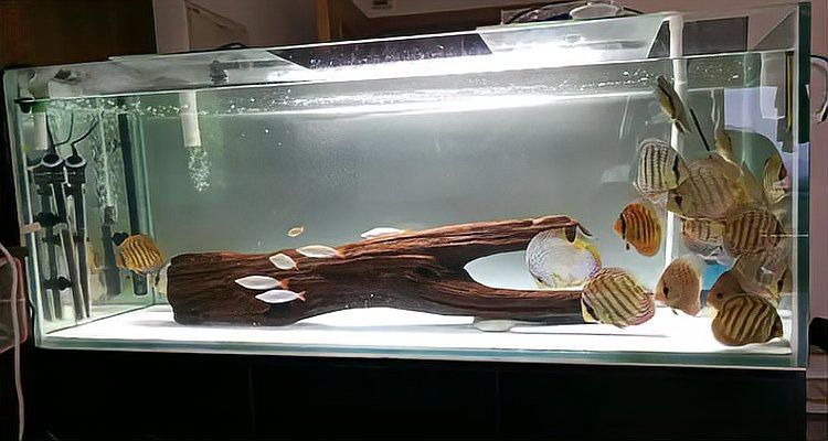紅龍魚缸放沉木好嗎視頻講解