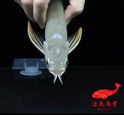 進口金龍魚的芯片在什么部位（如何判斷金龍魚芯片位置是否正確）