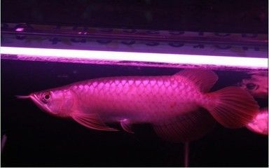 龍魚進口多少錢一條啊圖片及價格：進口龍魚價格波動如何辨別龍魚品種真偽血紅龍魚養殖技巧 龍魚進口多少錢一條啊圖片及價格：進口龍魚價格波動如何辨別龍魚品種真偽血紅龍魚養殖技巧 龍魚百科 第1張