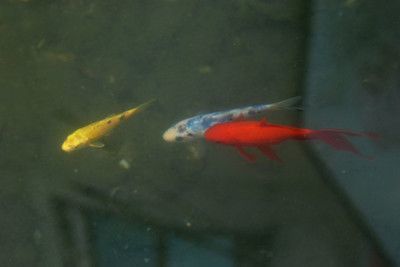 金龍魚可以和錦鯉混養嗎，金龍魚和錦鯉可以混養嗎